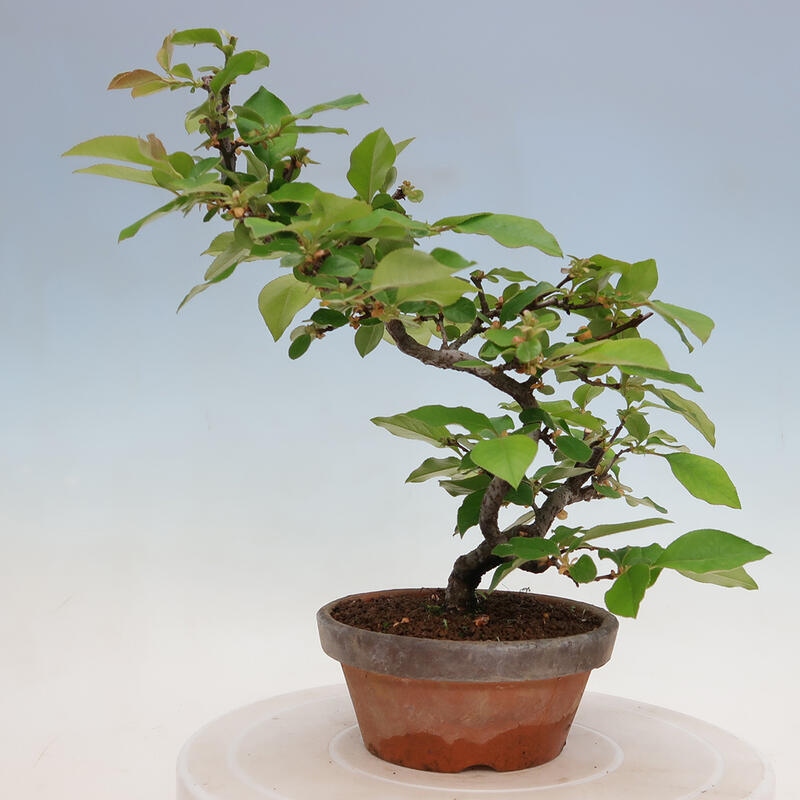 Bonsai de exterior - Pseudocydonia sinensis - membrillo chino