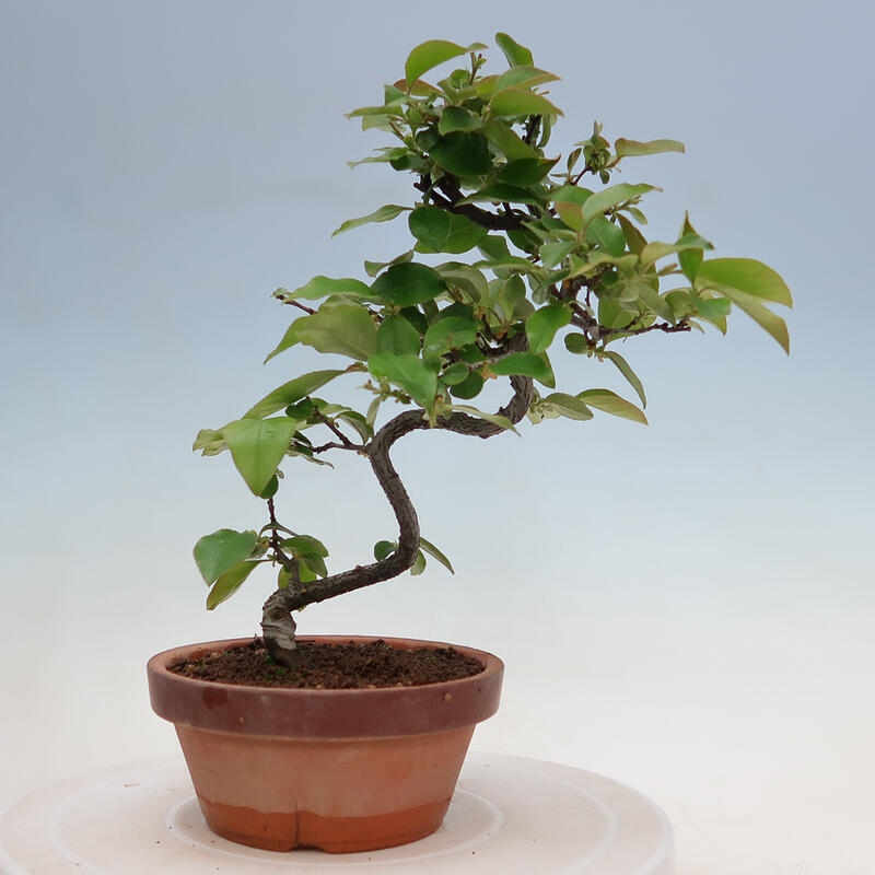 Bonsai de exterior - Pseudocydonia sinensis - membrillo chino