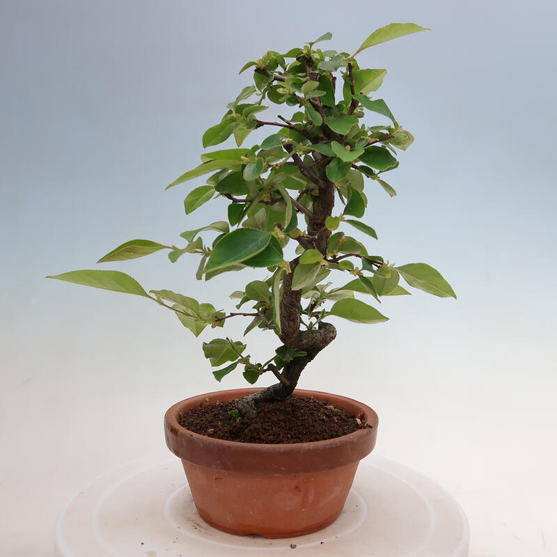 Bonsai de exterior - Pseudocydonia sinensis - membrillo chino