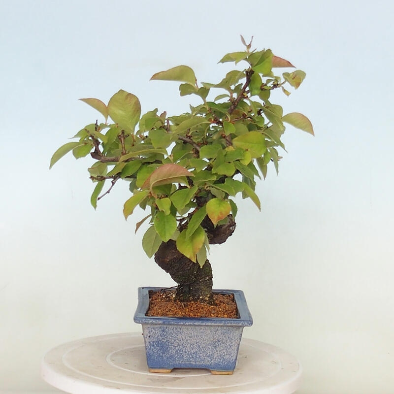 Bonsai de exterior - Pseudocydonia sinensis - membrillo chino