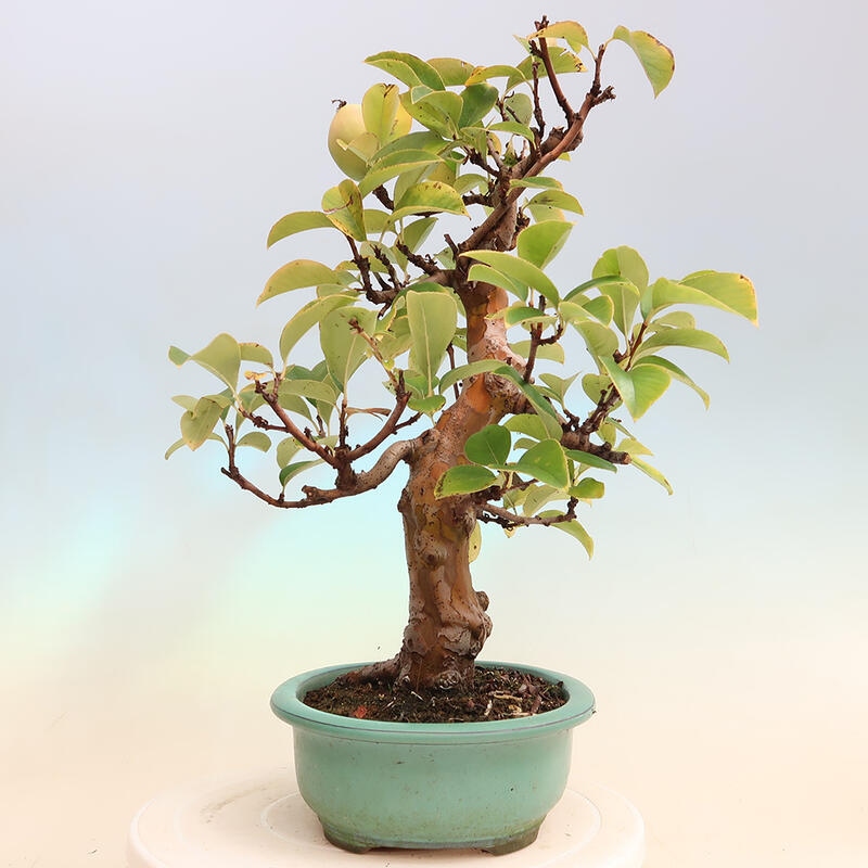 Bonsai de exterior - Pseudocydonia sinensis - membrillo chino