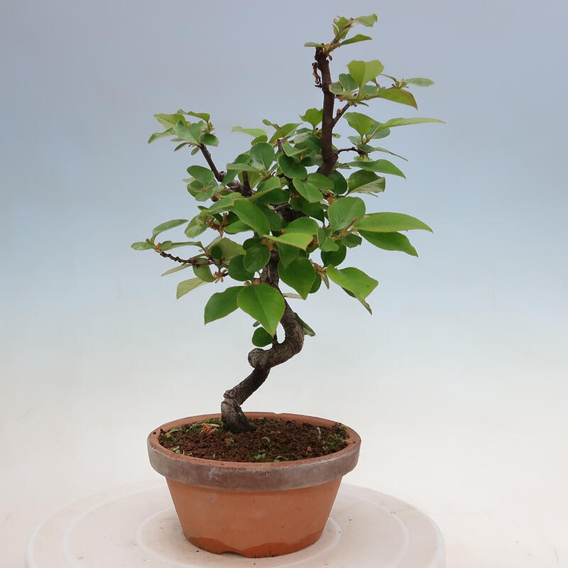 Bonsai de exterior - Pseudocydonia sinensis - membrillo chino