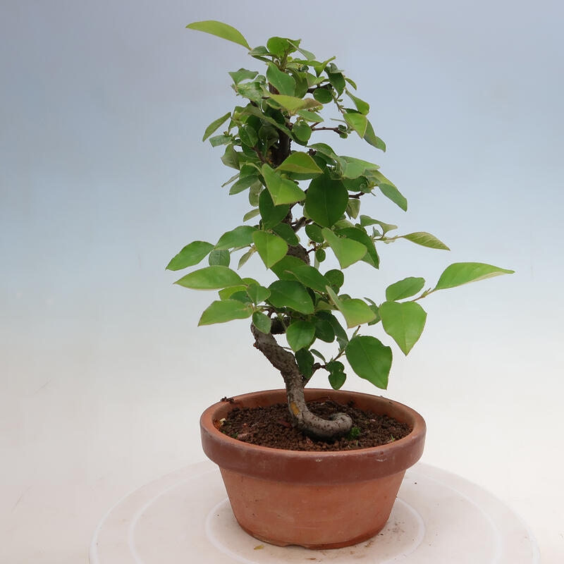 Bonsai de exterior - Pseudocydonia sinensis - membrillo chino