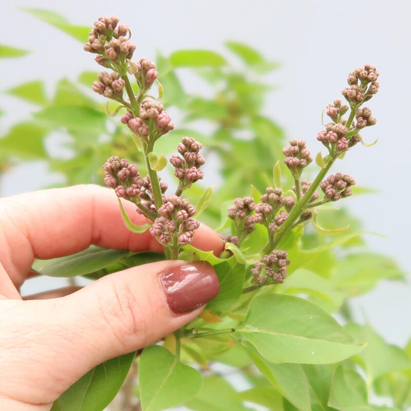 Bonsai de exterior - Lila - Syringa vulgaris