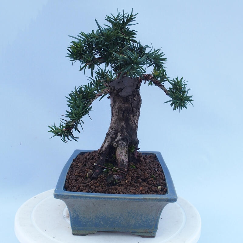Bonsái de exterior - Taxus cuspidata - Tejo japonés