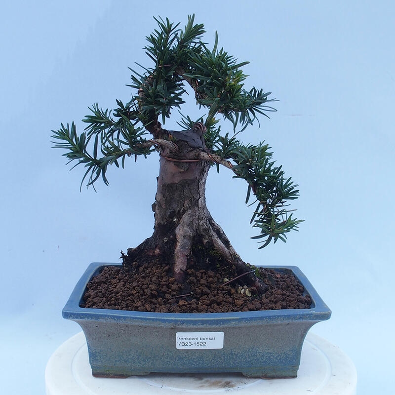 Bonsái de exterior - Taxus cuspidata - Tejo japonés