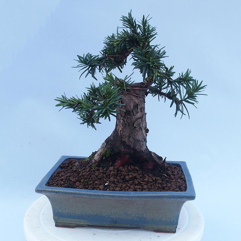 Bonsái de exterior - Taxus cuspidata - Tejo japonés