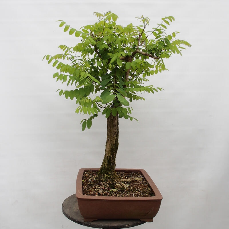 Bonsai de exterior - Acacia espinosa - Robinia pseudoacacia