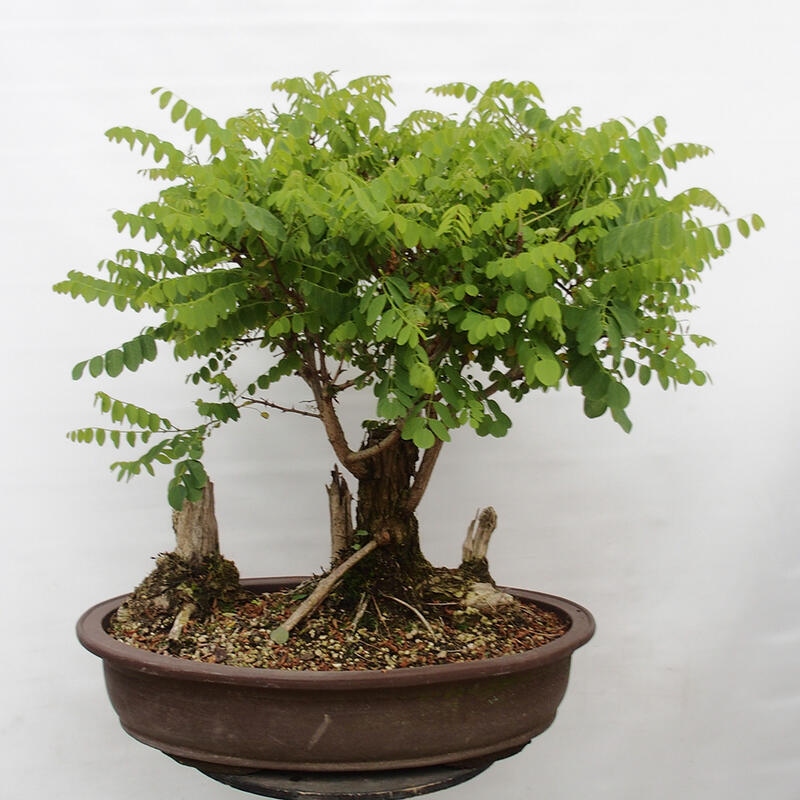 Bonsai de exterior - Acacia espinosa - Robinia pseudoacacia