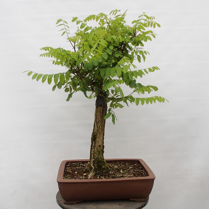 Bonsai de exterior - Acacia espinosa - Robinia pseudoacacia
