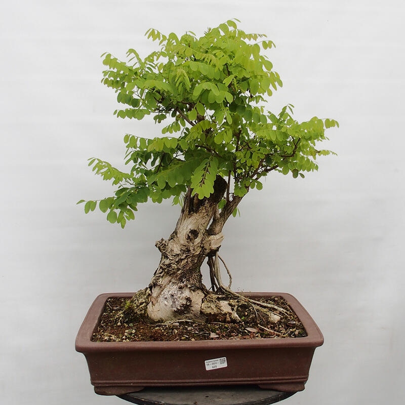 Bonsai de exterior - Acacia espinosa - Robinia pseudoacacia