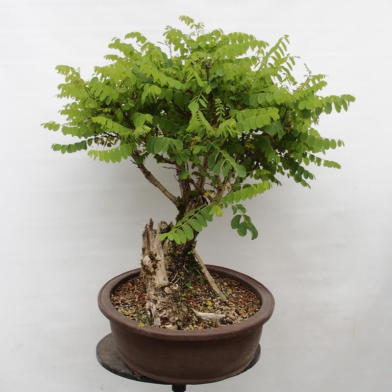 Bonsai de exterior - Acacia espinosa - Robinia pseudoacacia