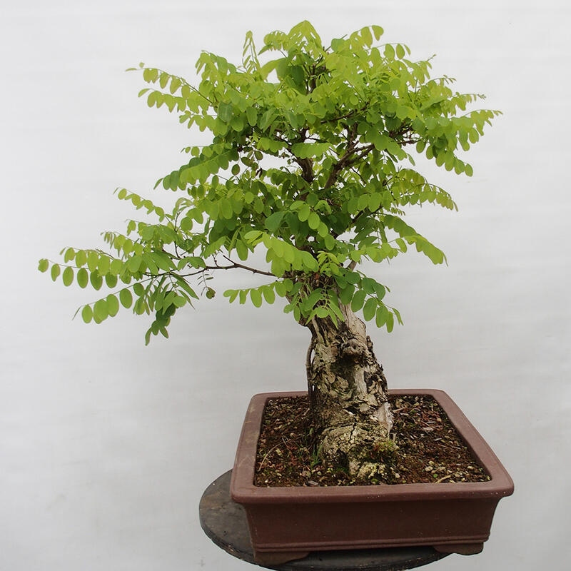 Bonsai de exterior - Acacia espinosa - Robinia pseudoacacia