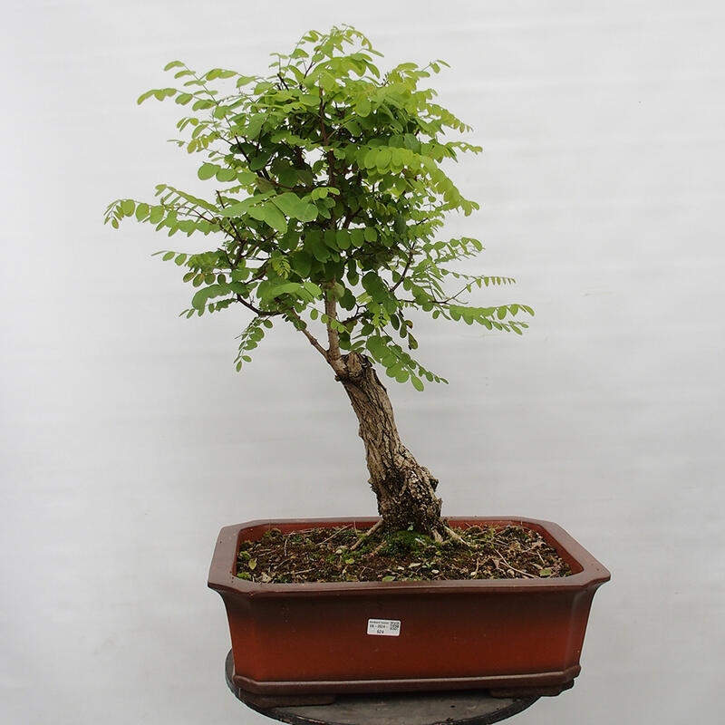 Bonsai de exterior - Acacia espinosa - Robinia pseudoacacia