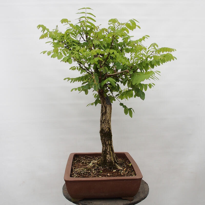 Bonsai de exterior - Acacia espinosa - Robinia pseudoacacia