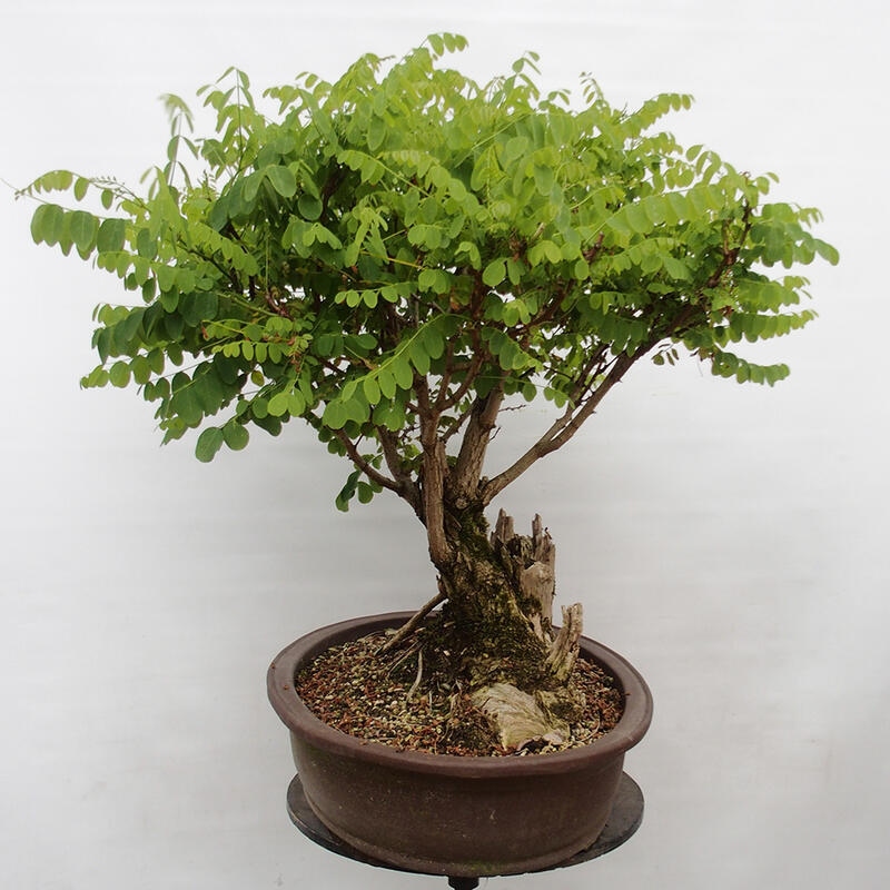 Bonsai de exterior - Acacia espinosa - Robinia pseudoacacia
