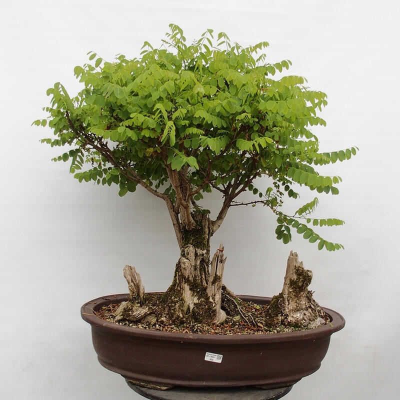 Bonsai de exterior - Acacia espinosa - Robinia pseudoacacia