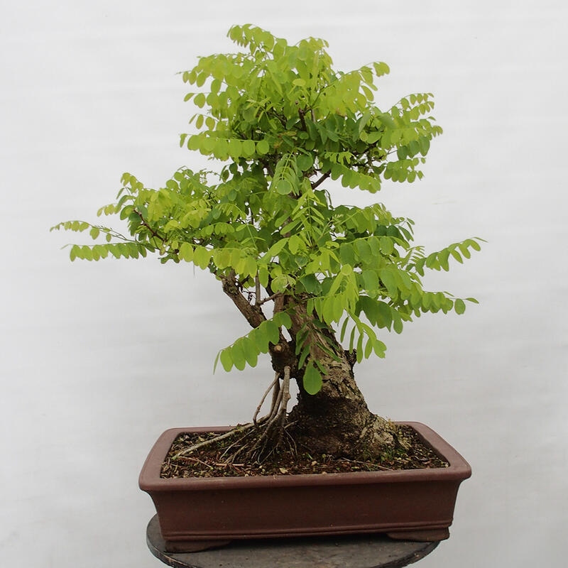 Bonsai de exterior - Acacia espinosa - Robinia pseudoacacia