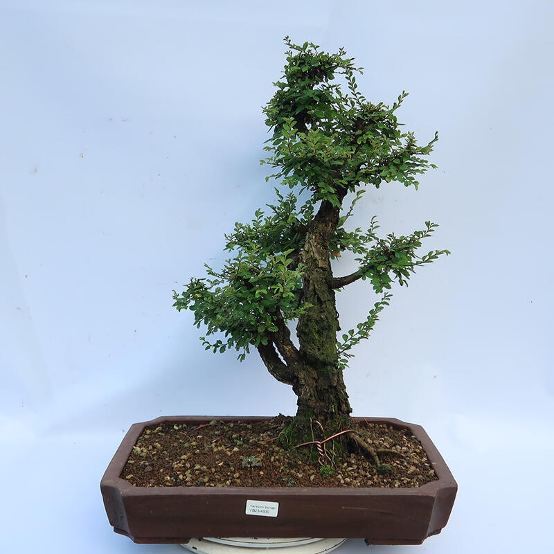 Bonsai de exterior - Zelkova - Zelkova NIRE