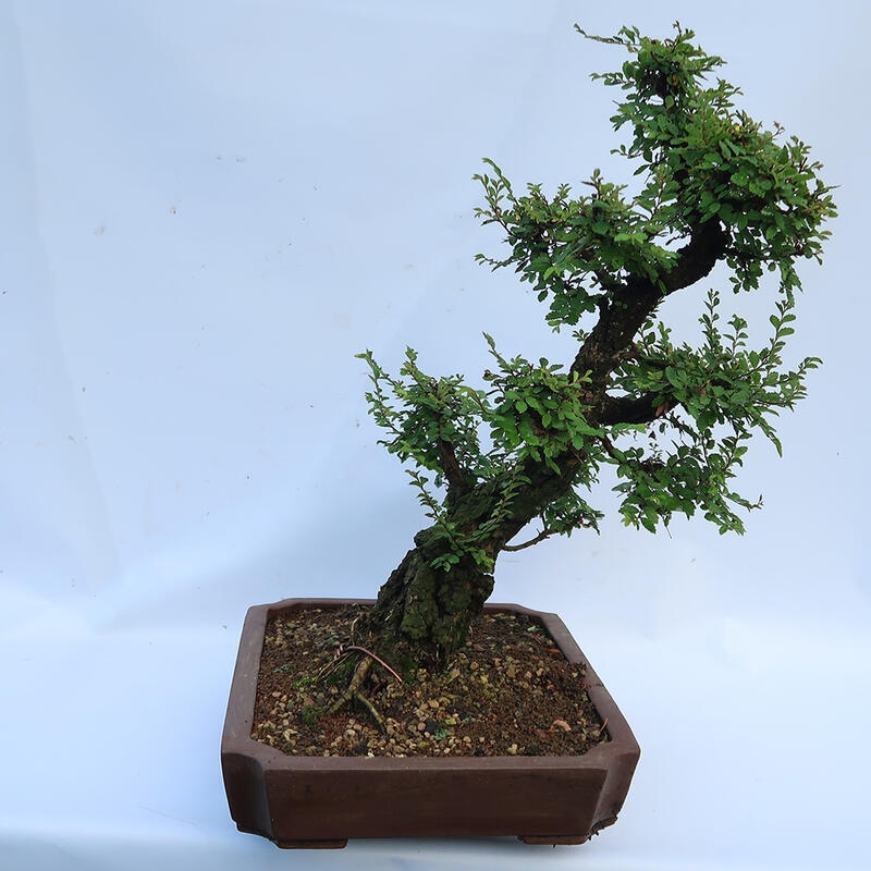 Bonsai de exterior - Zelkova - Zelkova NIRE
