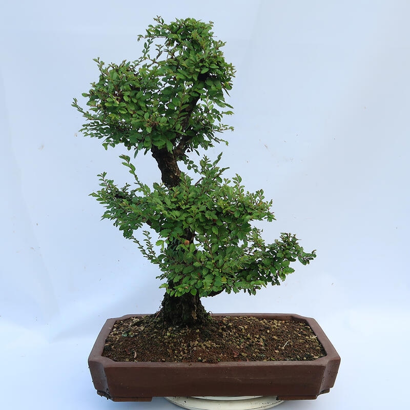 Bonsai de exterior - Zelkova - Zelkova NIRE