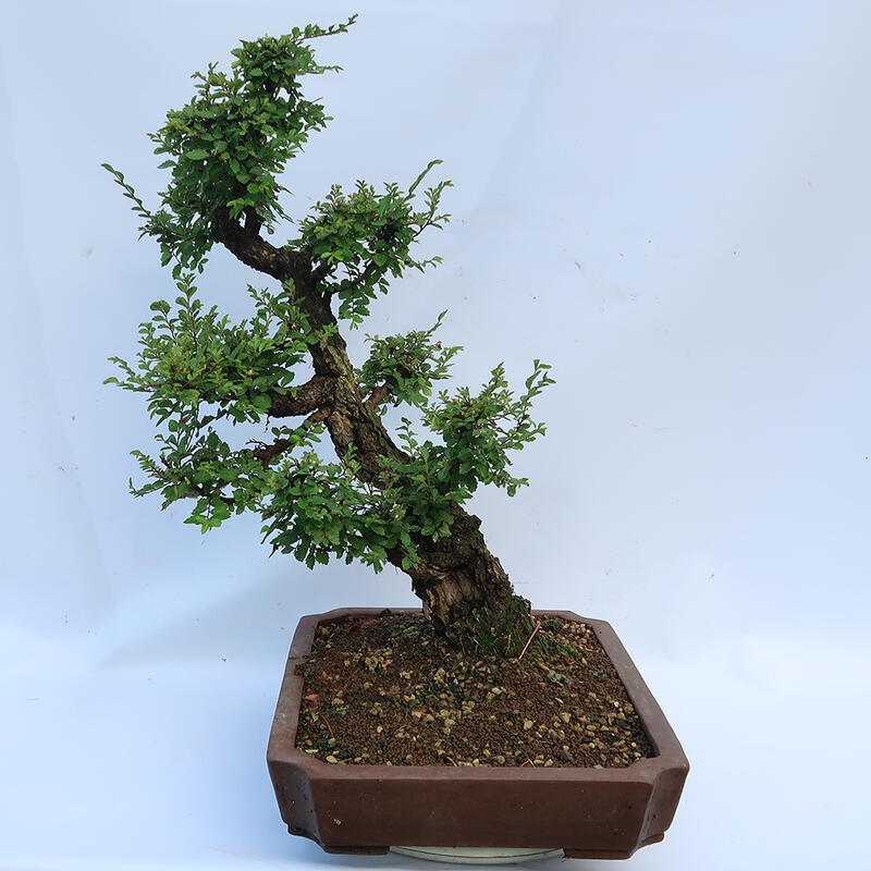 Bonsai de exterior - Zelkova - Zelkova NIRE