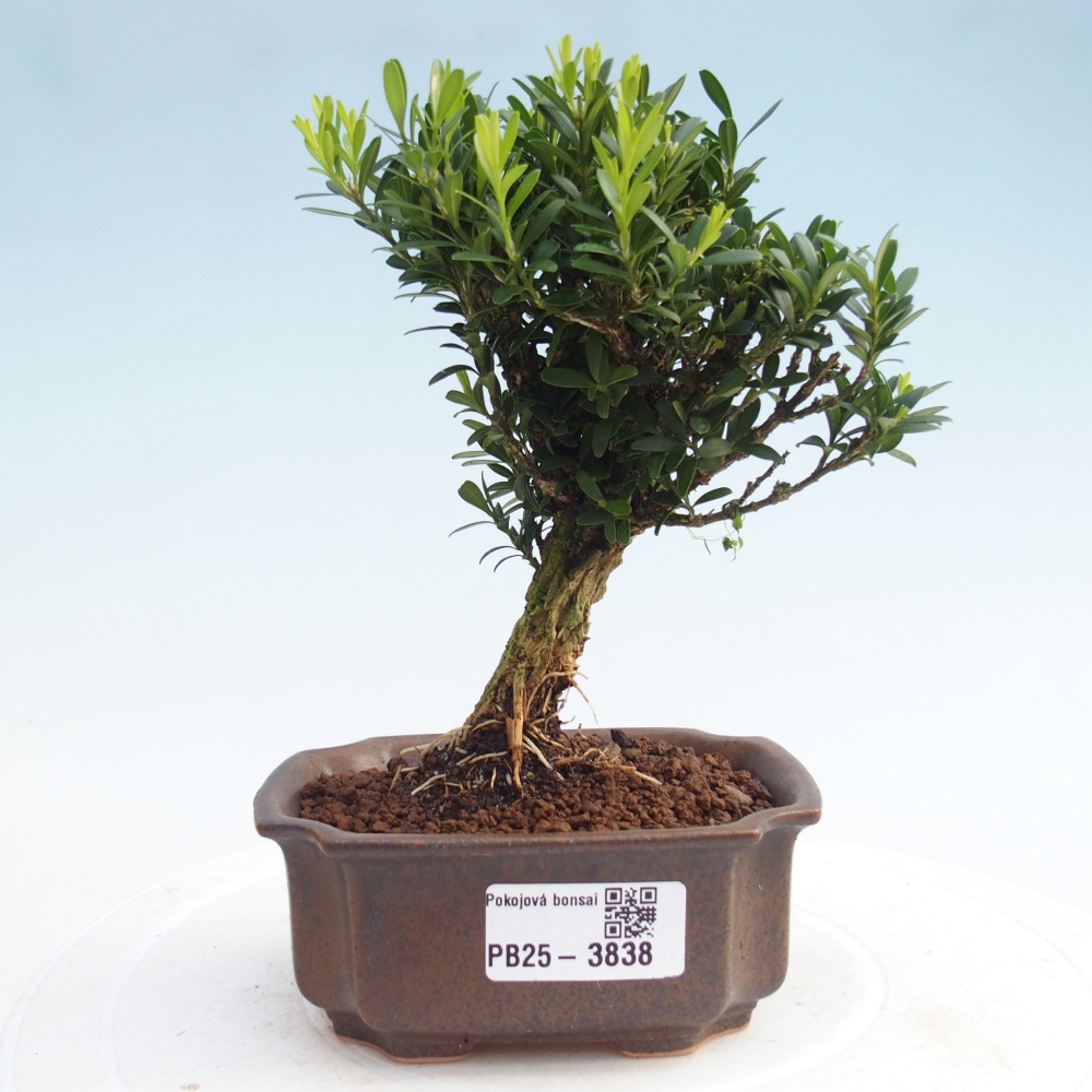 Bonsái de habitación - Buxus harlandii - buxus de corcho