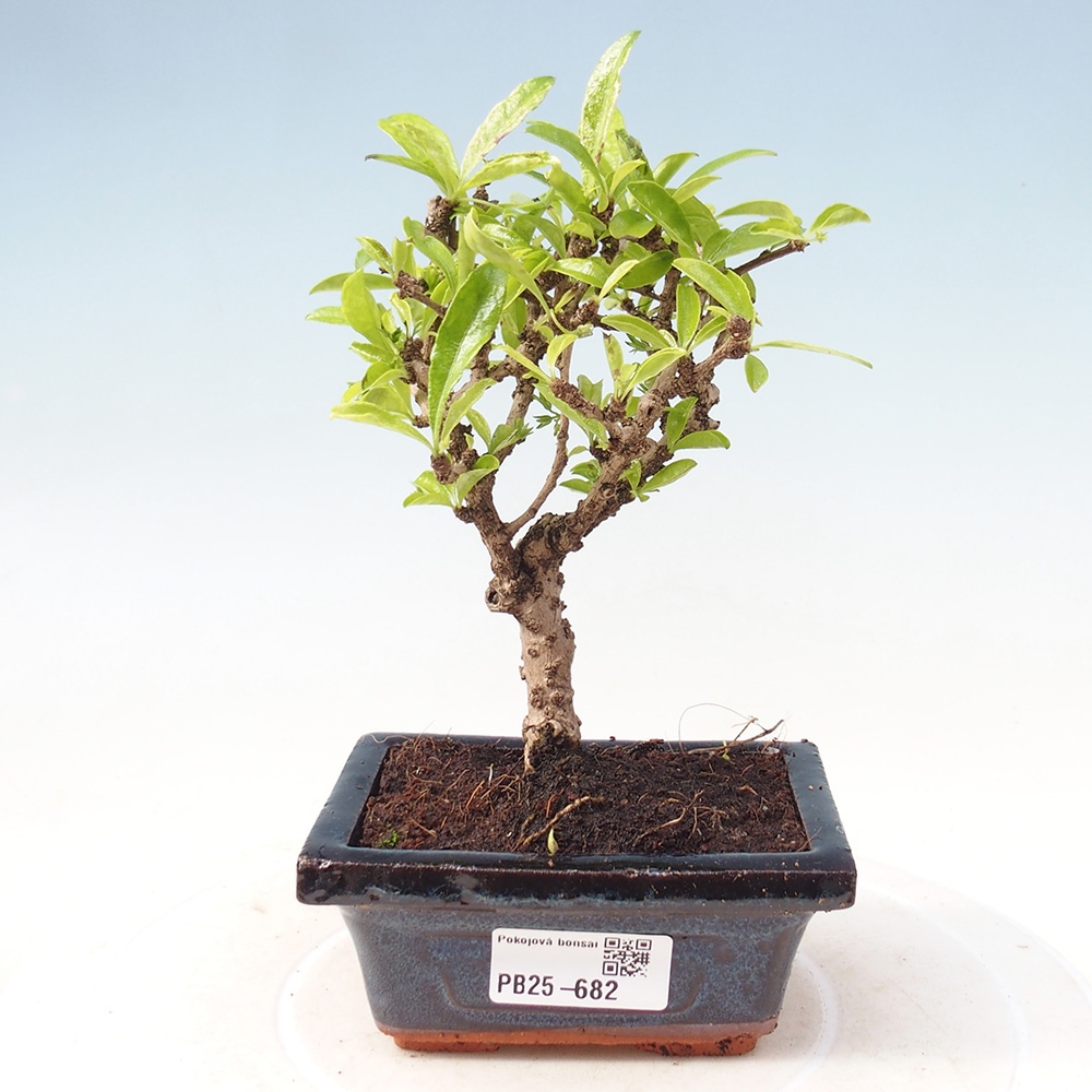 Bonsái de habitación - Carmona macrophylla - Tea fuki