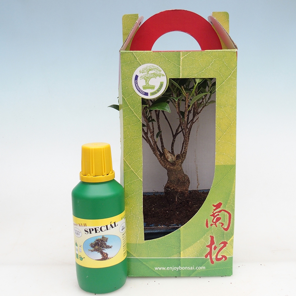 Bonsái de habitación en caja de regalo Ficus retusa - Ficus de hoja pequeña