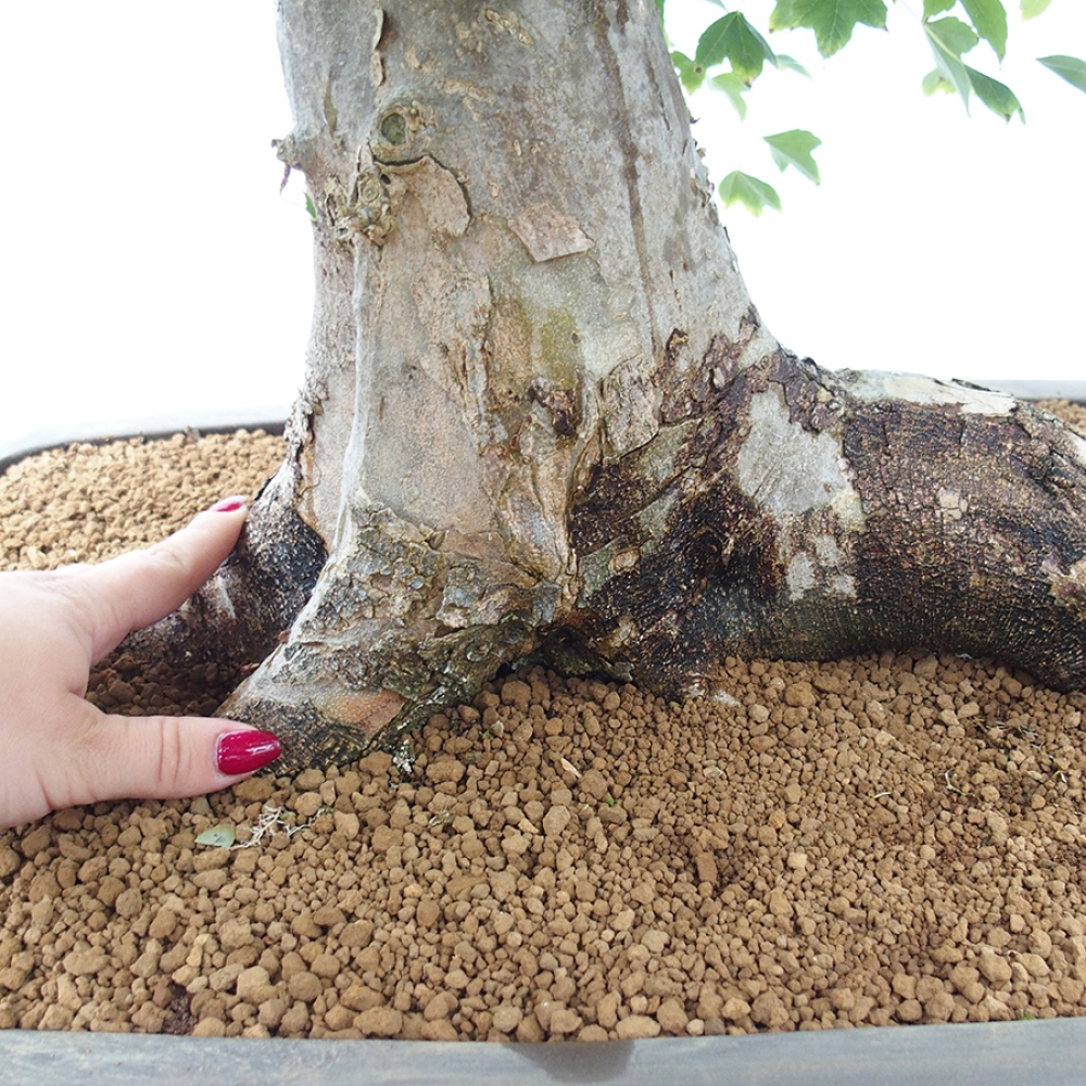 Bonsai de exterior - Acer Buergerianum - Arce hamburgués