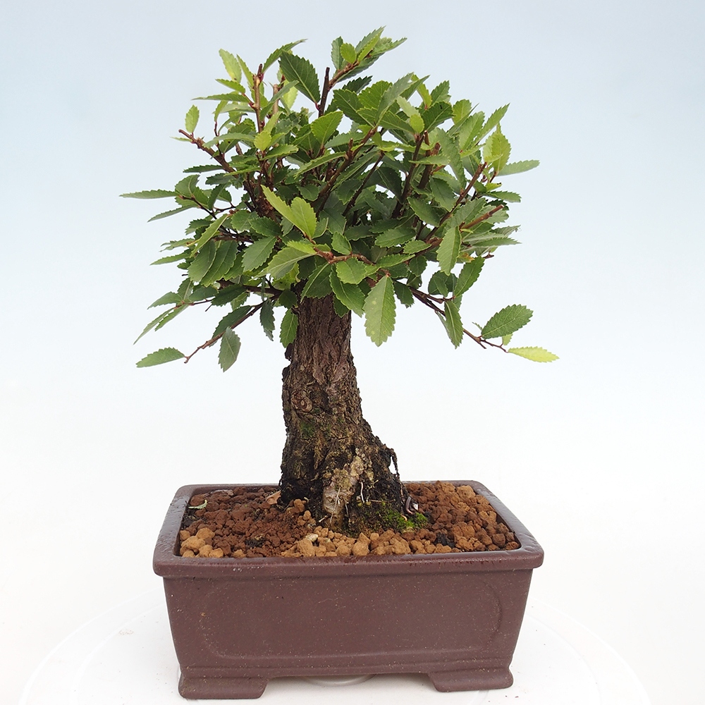 Bonsai de exterior - Zelkova - Zelkova NIRE