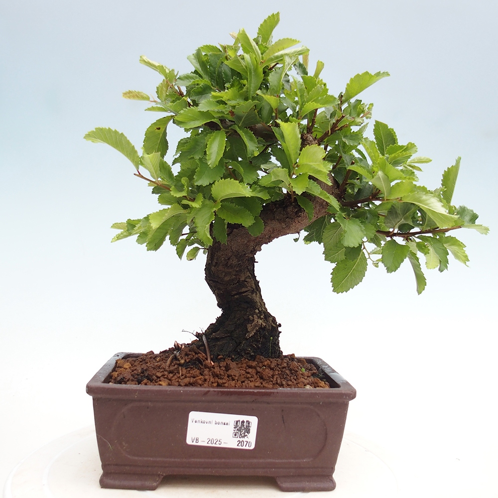 Bonsai de exterior - Zelkova - Zelkova NIRE