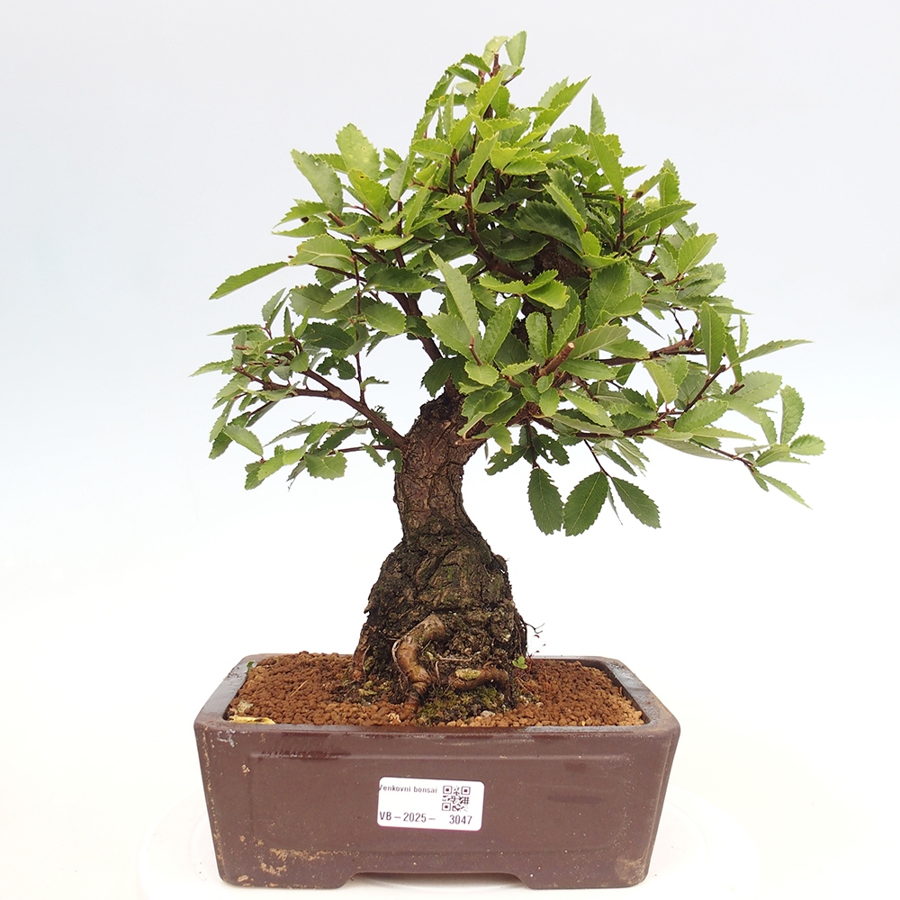 Bonsai de exterior - Zelkova - Zelkova NIRE