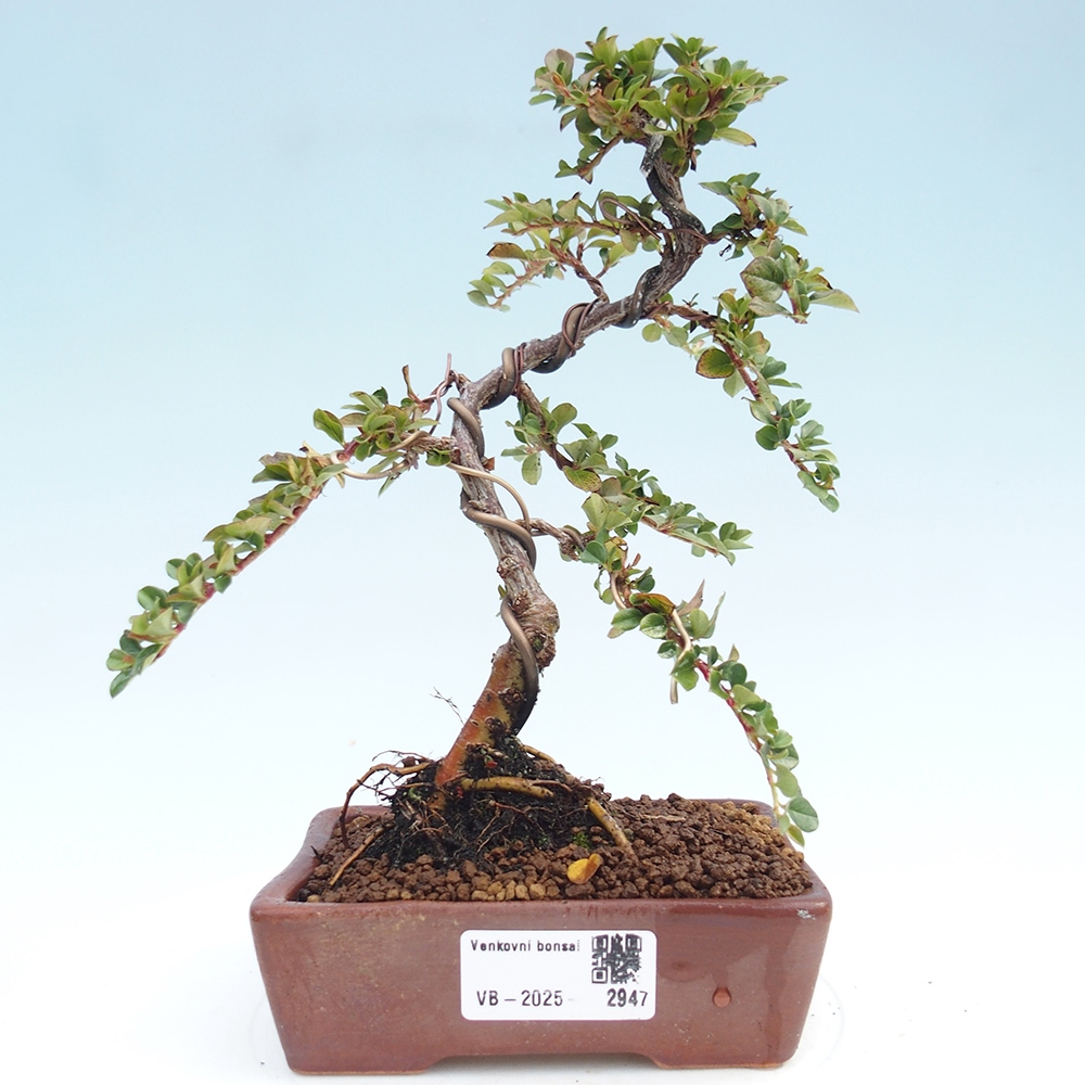 Bonsai de exterior - Cotoneaster horizontalis - Montañas Rocosas