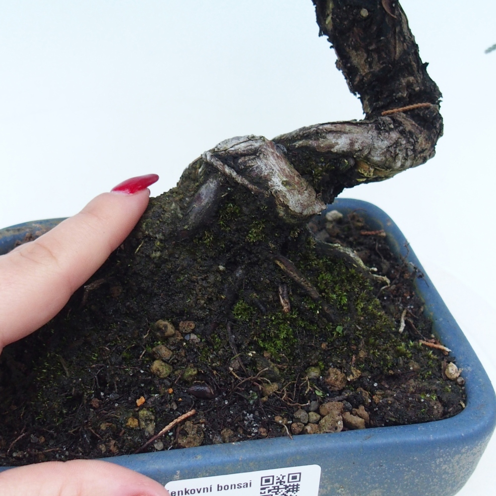 Bonsái de exterior - Juniperus chinensis Kishu