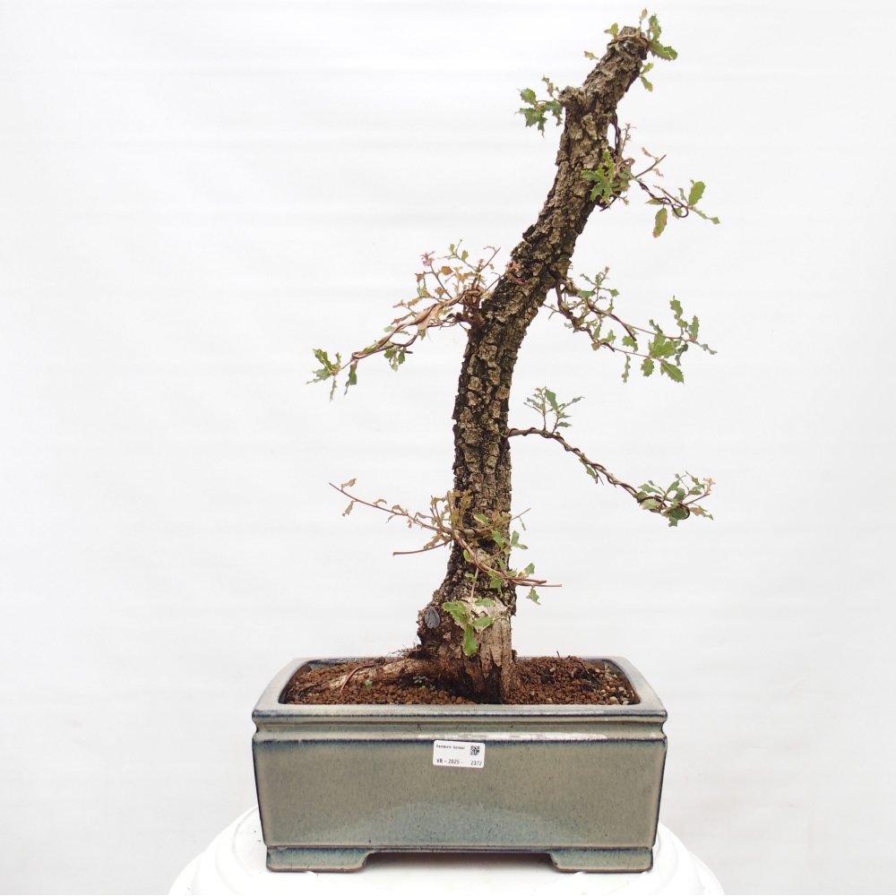 Yamadori - Quercus Ilex - Acebo de encina