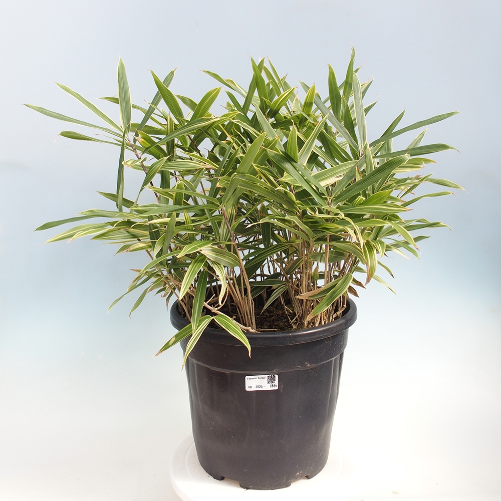 Bonsái de exterior - Sasaella masamuneana Albostriata - Bambú