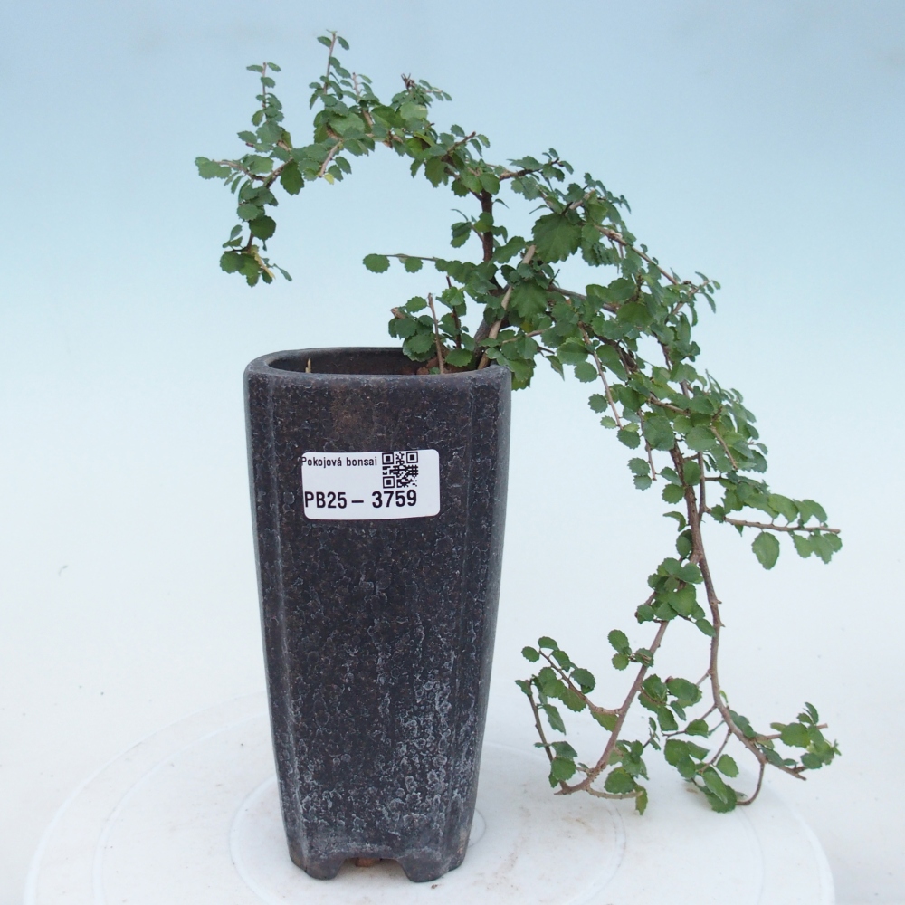 Bonsái de habitación - Grewia sp. - Grewia malafolia