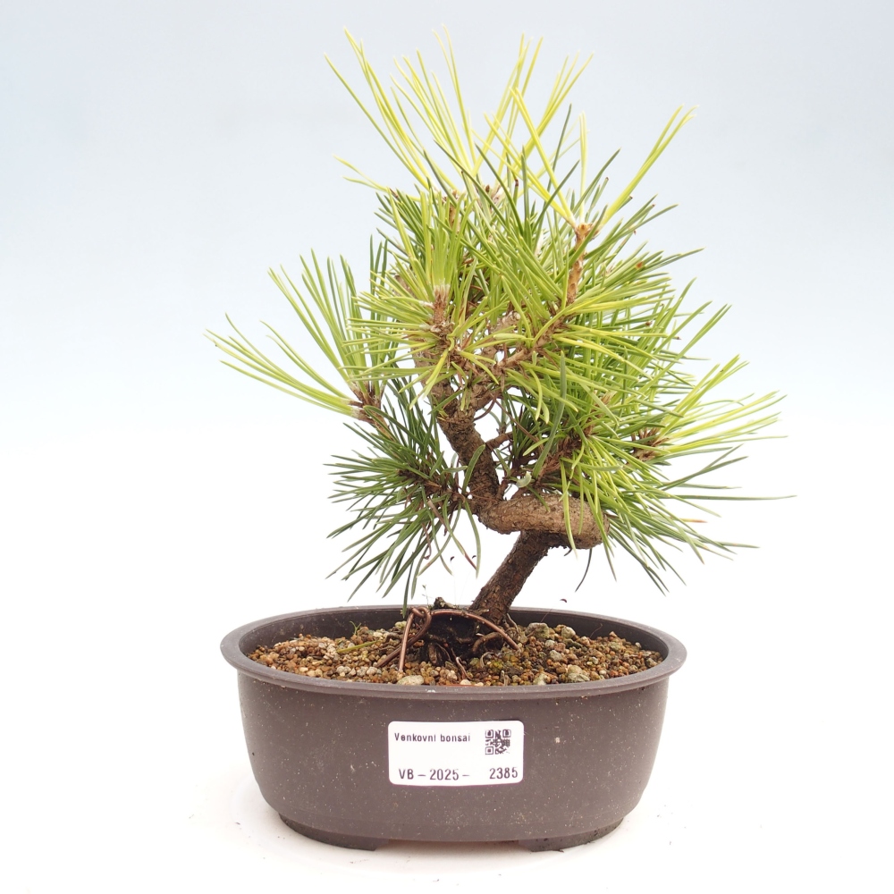 Bonsái de exterior - Pinus thunbergii - Pino Thunberg