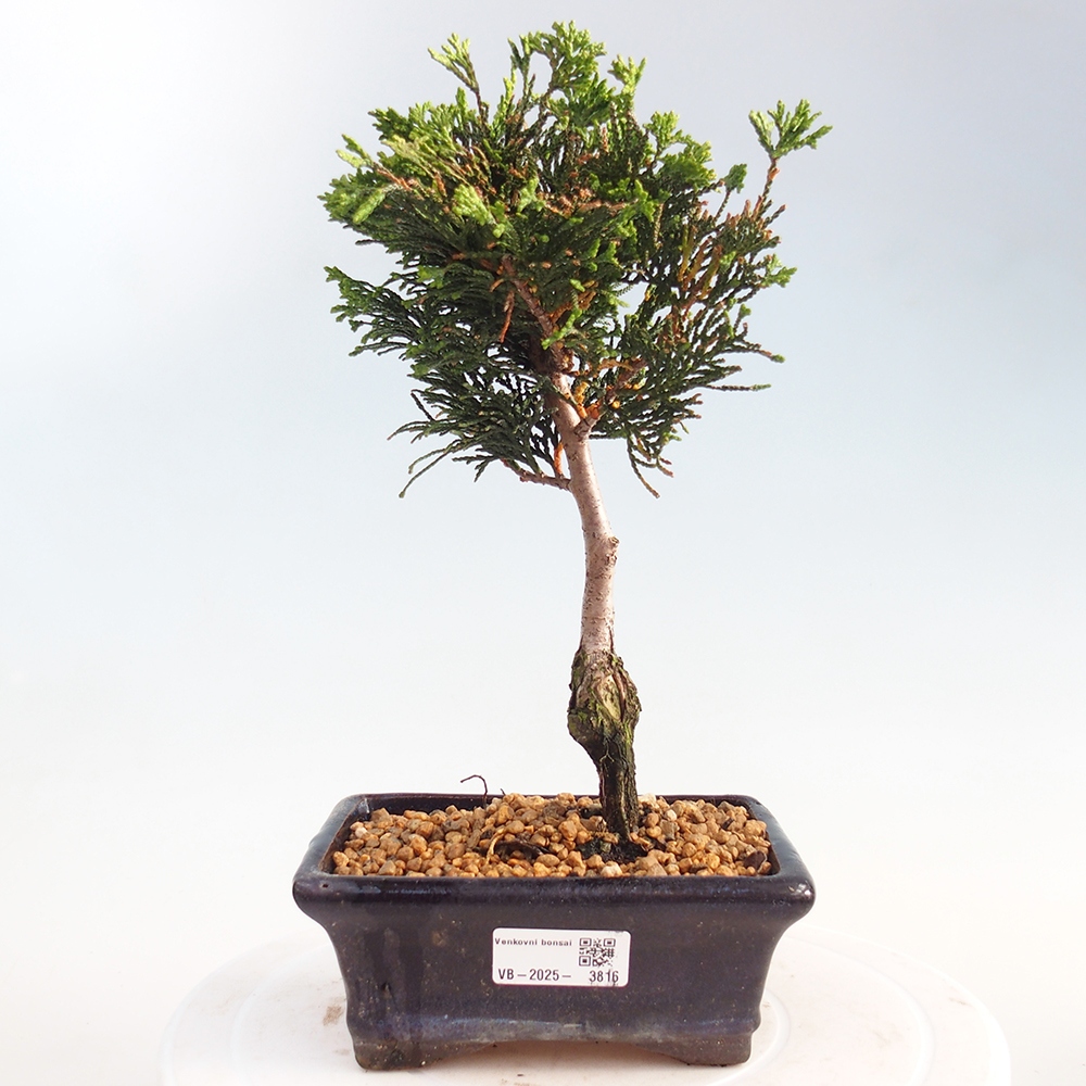Bonsai de exterior - Cham.pis obtusa Nana Gracilis - Ciprés