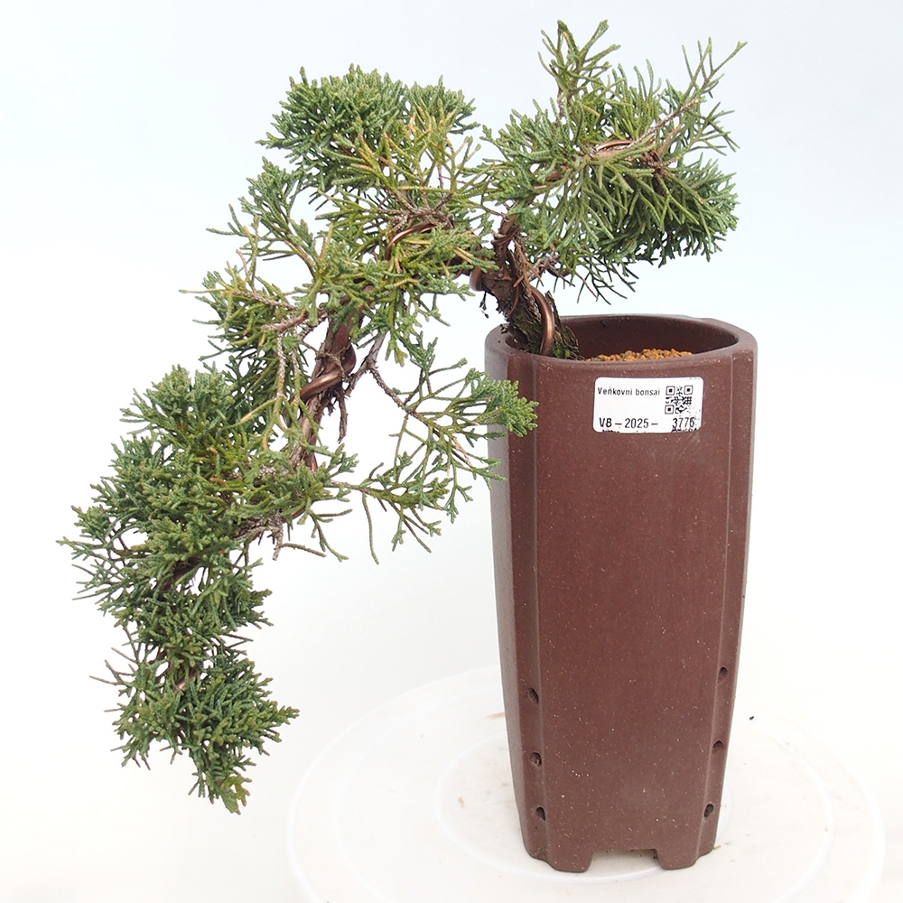 Bonsái de exterior - Juniperus chinensis Kishu