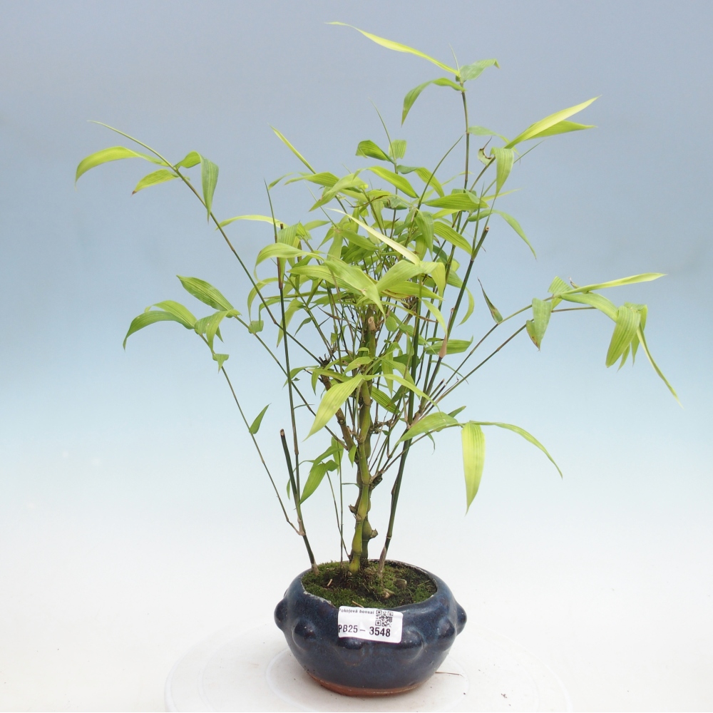 Bonsái de habitación - Bambú buda-Bambú buda barriga