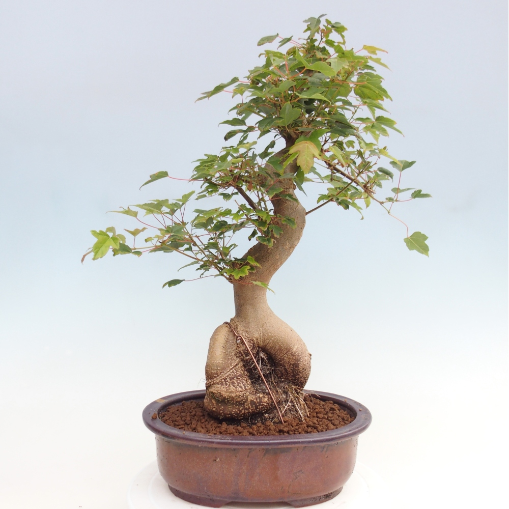 Bonsai de exterior - Acer Buergerianum - Arce hamburgués