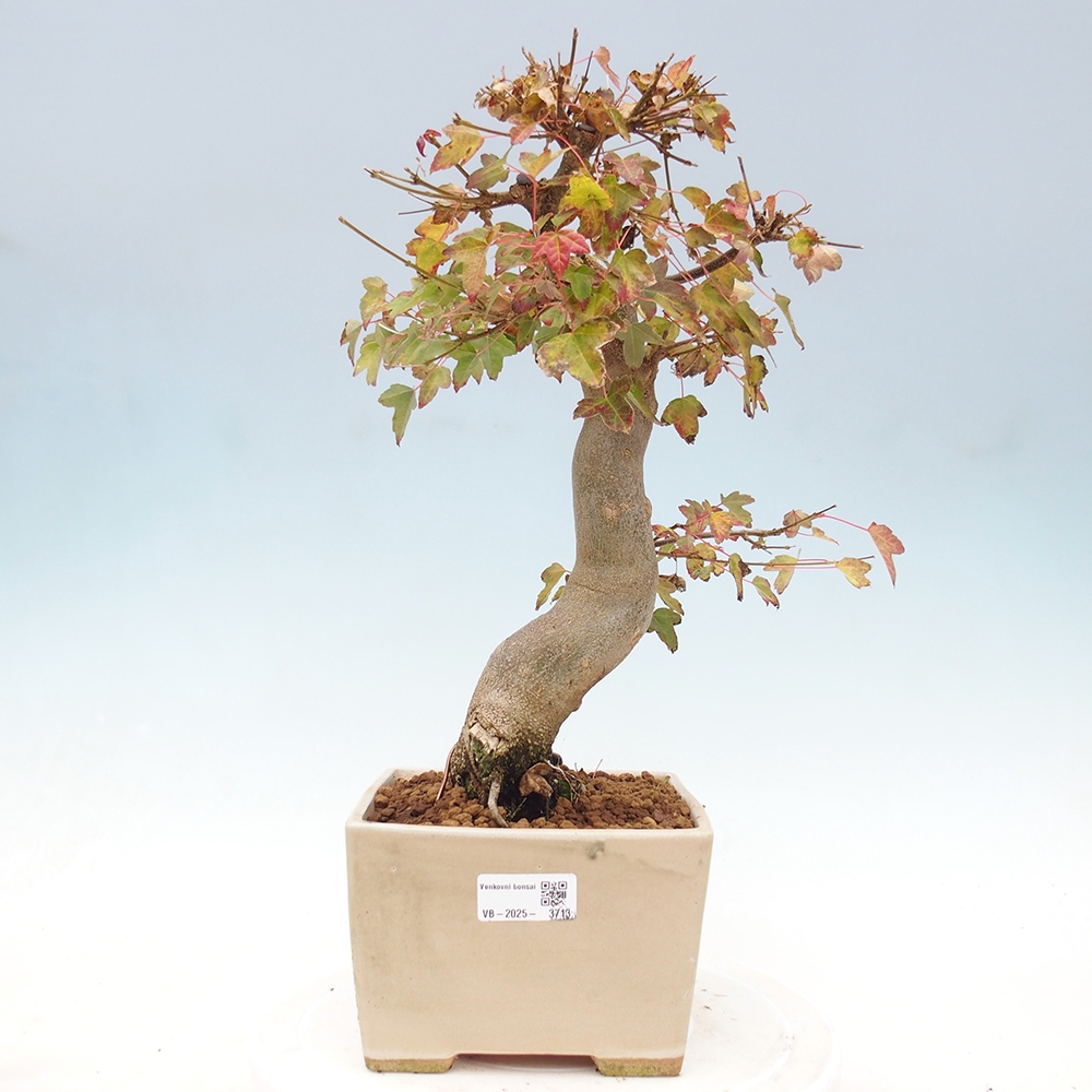 Bonsai de exterior - Acer Buergerianum - Arce hamburgués