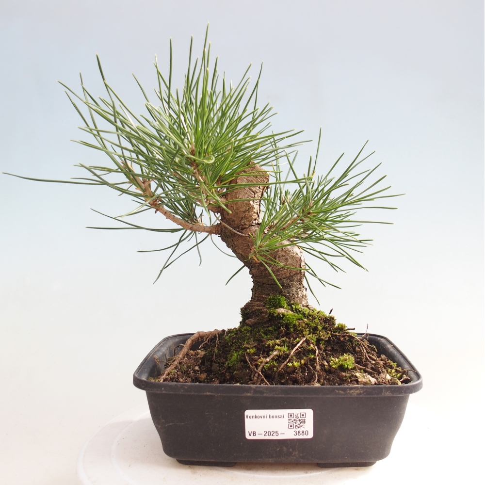 Bonsái de exterior - Pinus thunbergii - Pino Thunberg
