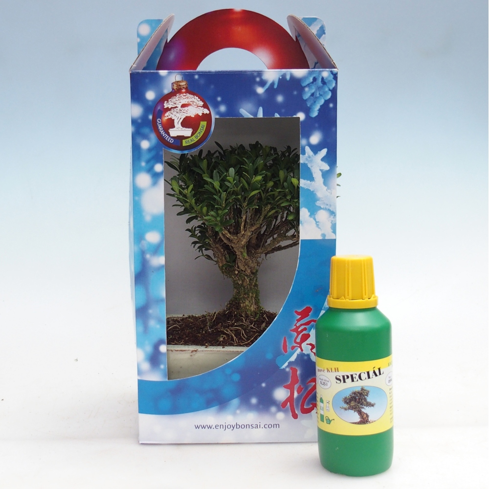 Bonsái de habitación en caja de regalo Buxus harlandii - buxus de corcho