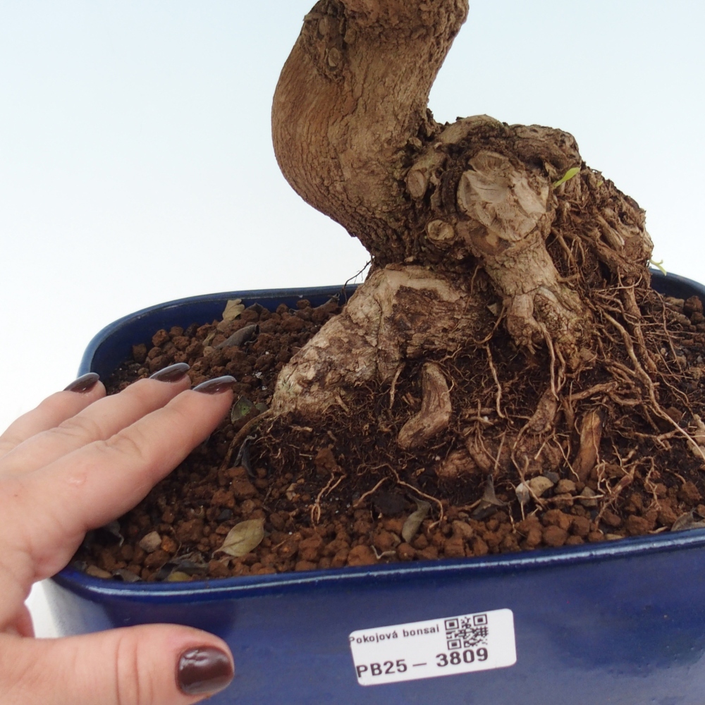 Bonsái de habitación - Duranta erecta Aurea