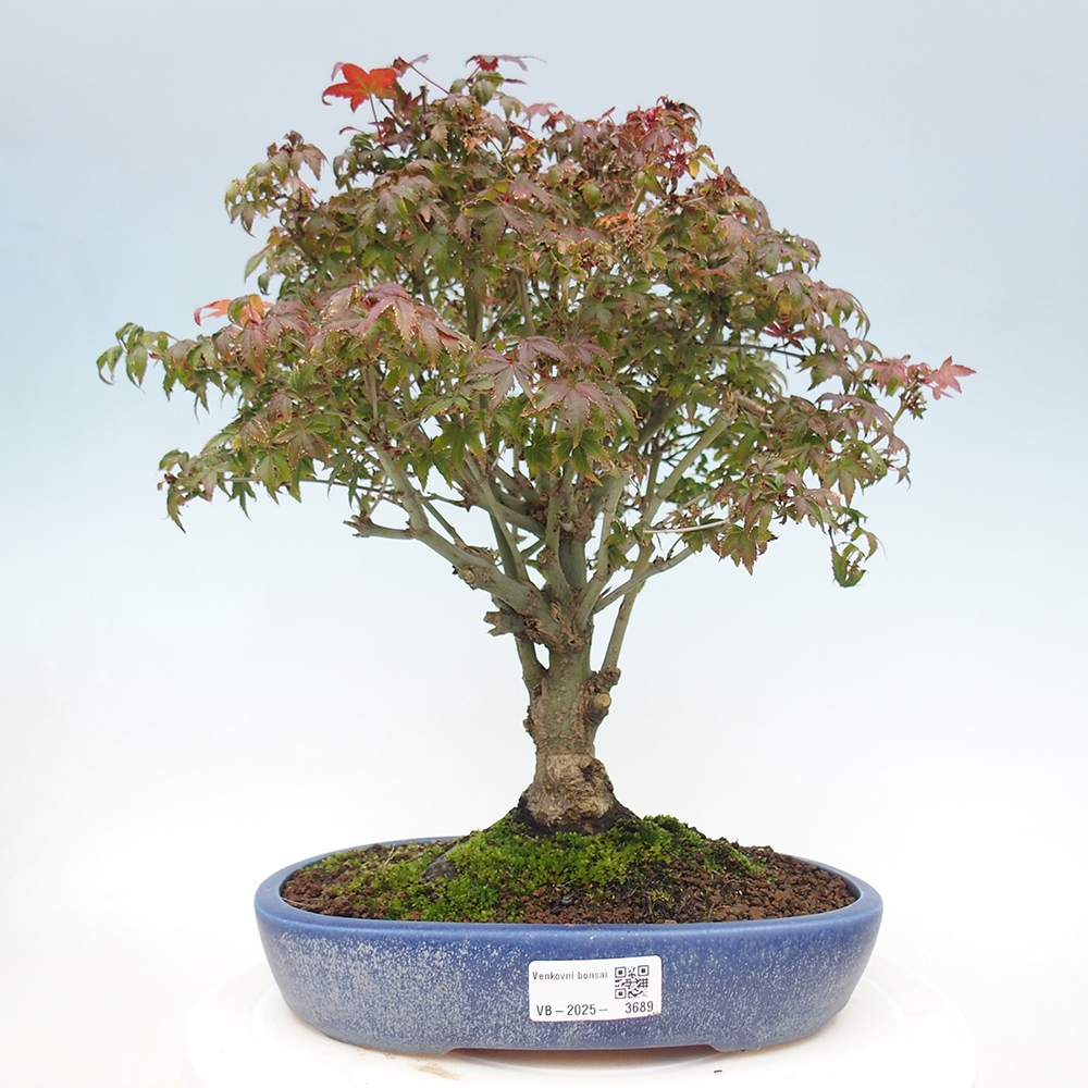 Acer palmatum KIOHIME - Arce palmito
