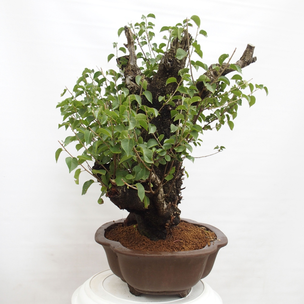 Bonsai de exterior - Mahalebka - Prunus mahaleb