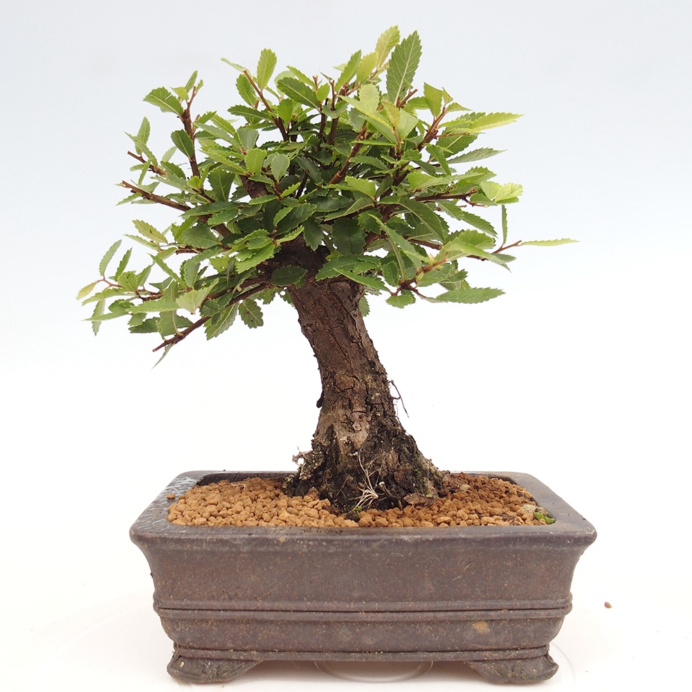 Bonsai de exterior - Zelkova - Zelkova NIRE